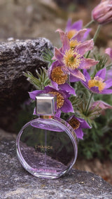 Flacon de parfum TIARA CHANEL Chance Eau Splendide posé sur une pierre près de fleurs printanières violettes